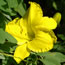 Hemerocallis Sun Temple Spirit